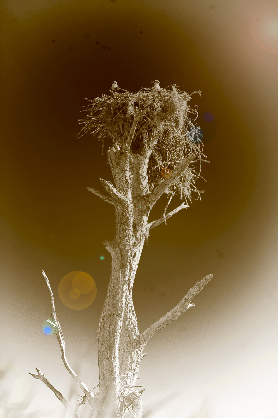 Osprey Nest
